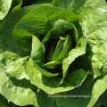 Fresh romaine lettuce fresh vegetables